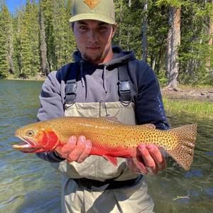 Meet your Posher, Anthony